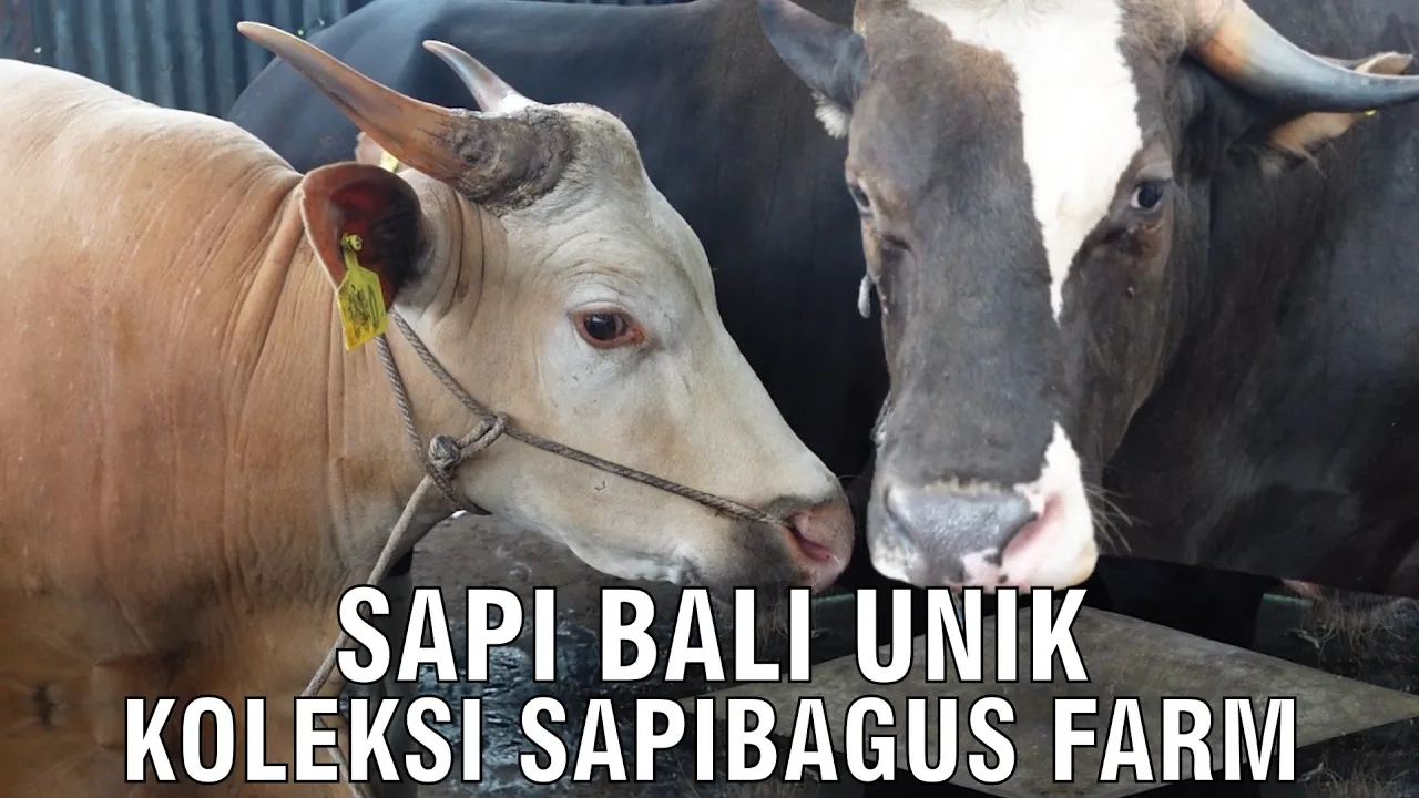 
                                 Sapi-Bali-Unik-Koleksi-Sapibagus-Farm